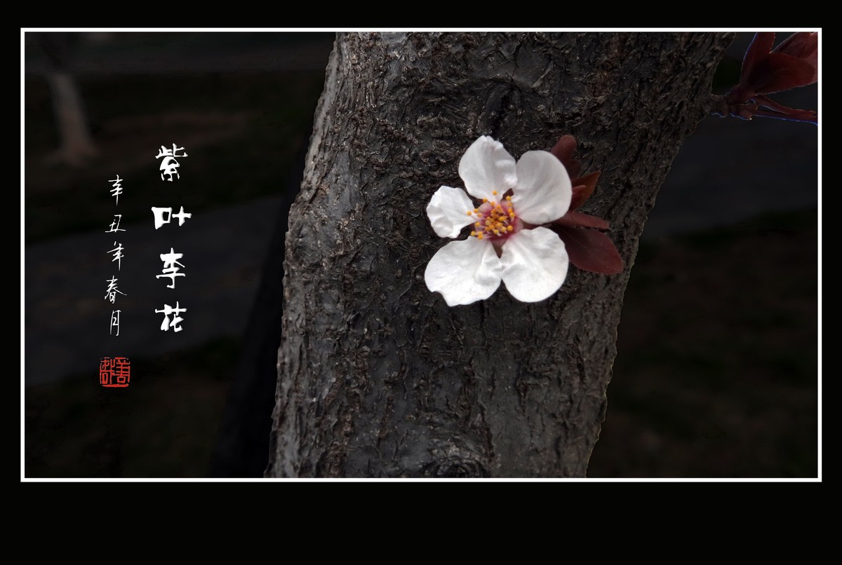 老干开新花的紫叶李花