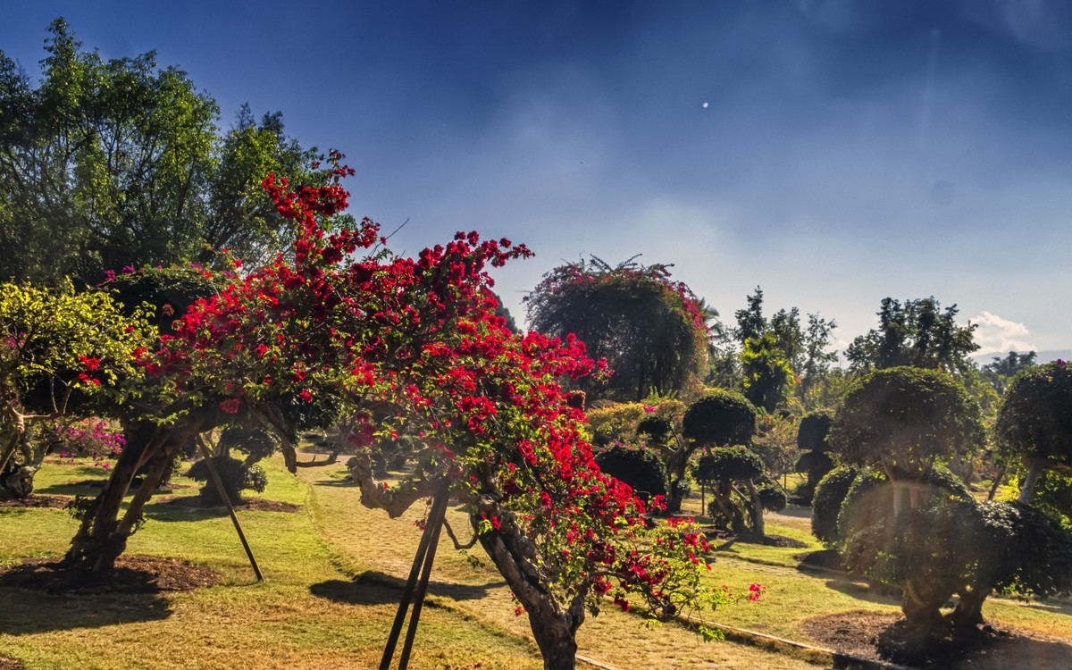 西双版纳景洪热带花卉园2