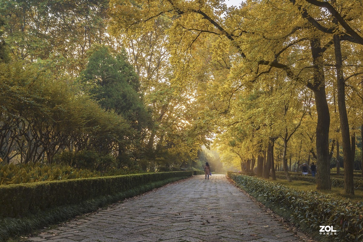 南京最美600米---石象路