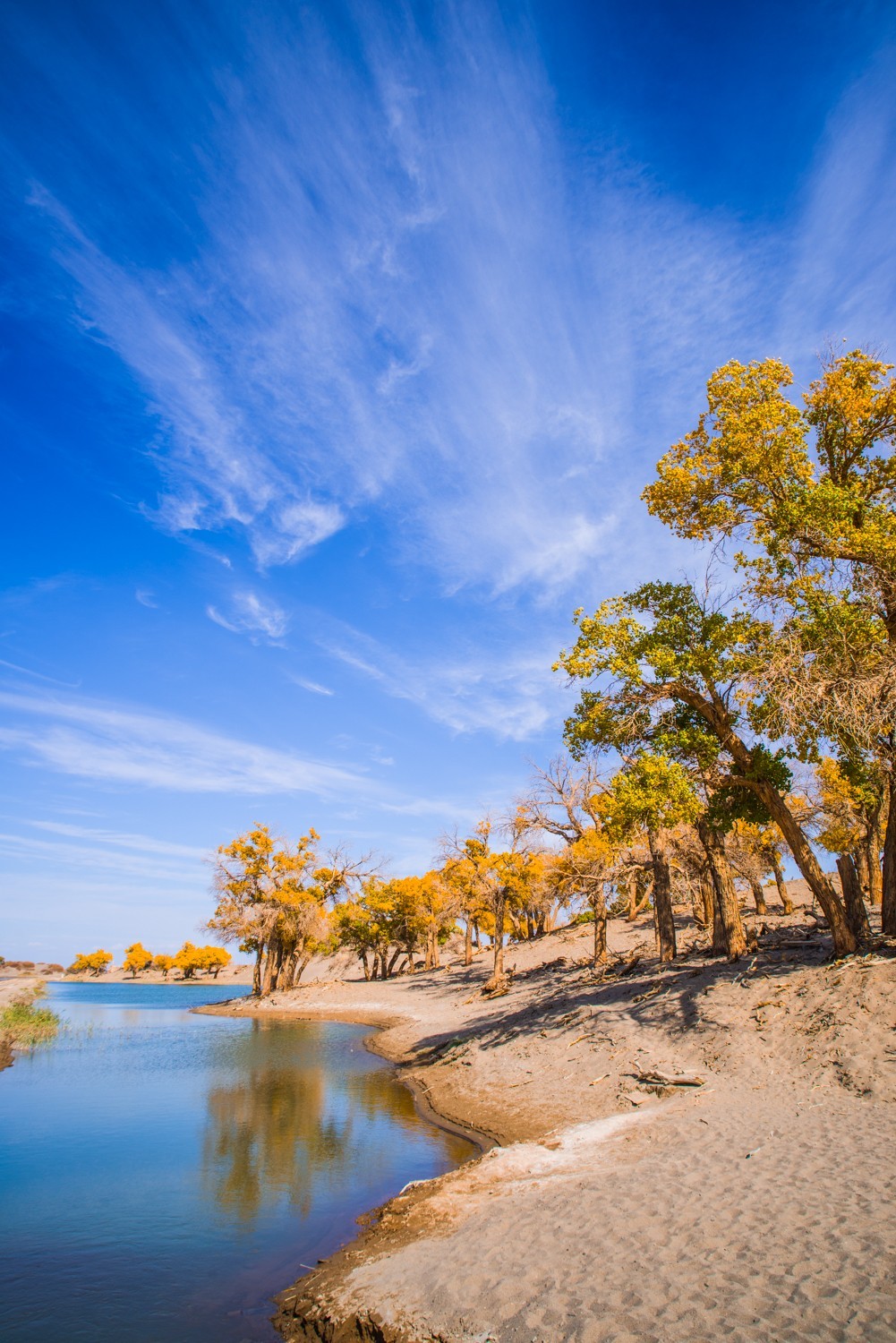 额济纳弱水胡杨林三
