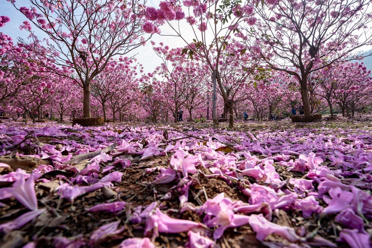 广东新会《绿美生态园》