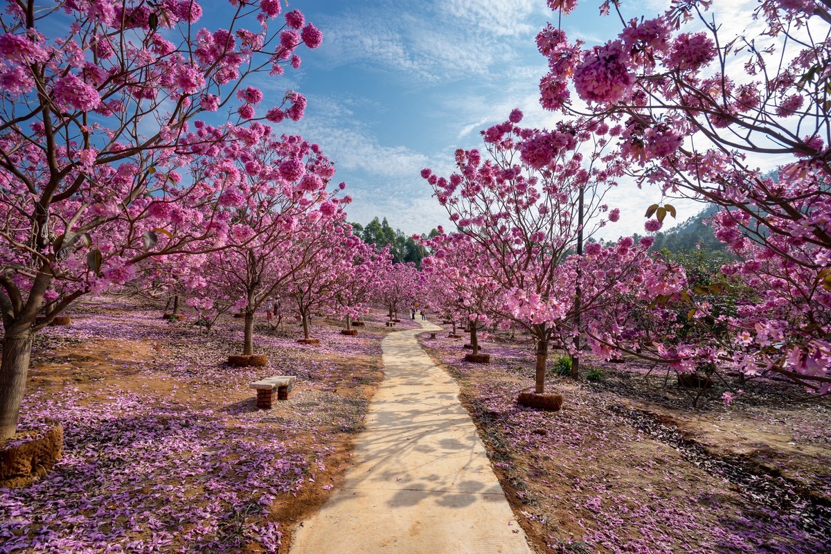 广东新会《绿美生态园》