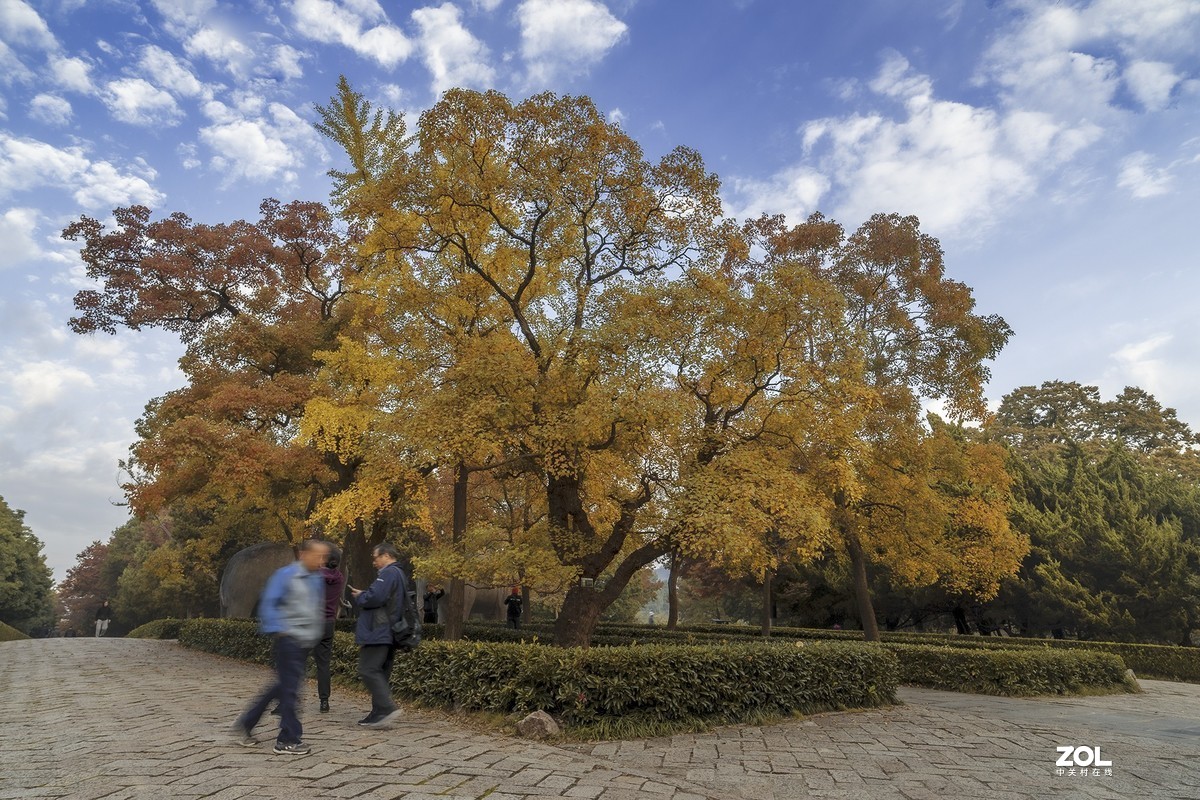 南京最美600米---石象路