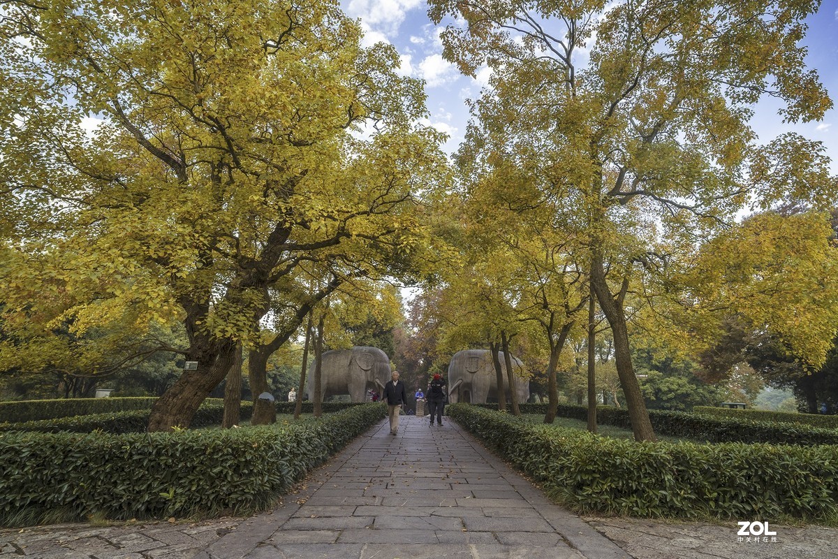 南京最美600米---石象路