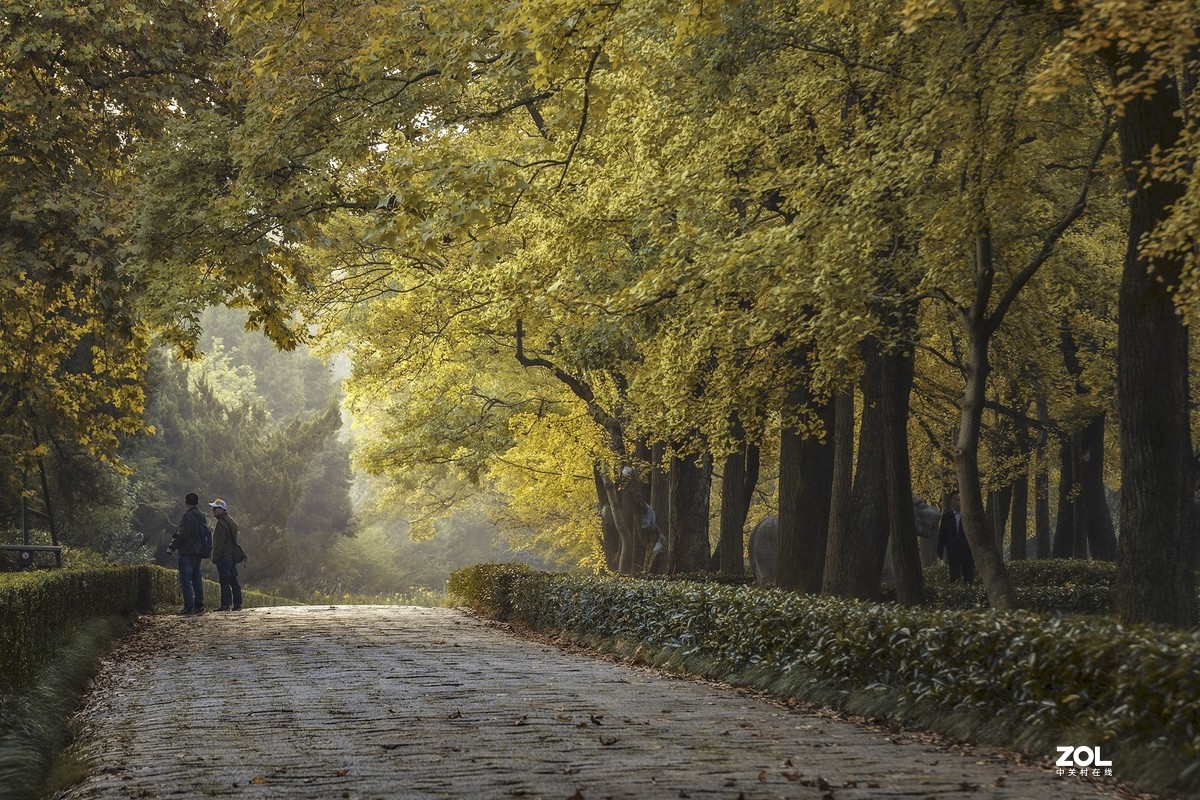 南京最美600米---石象路