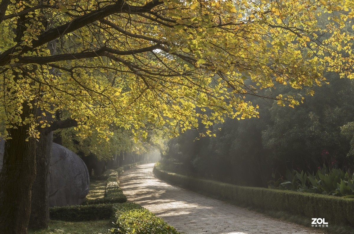 南京最美600米---石象路