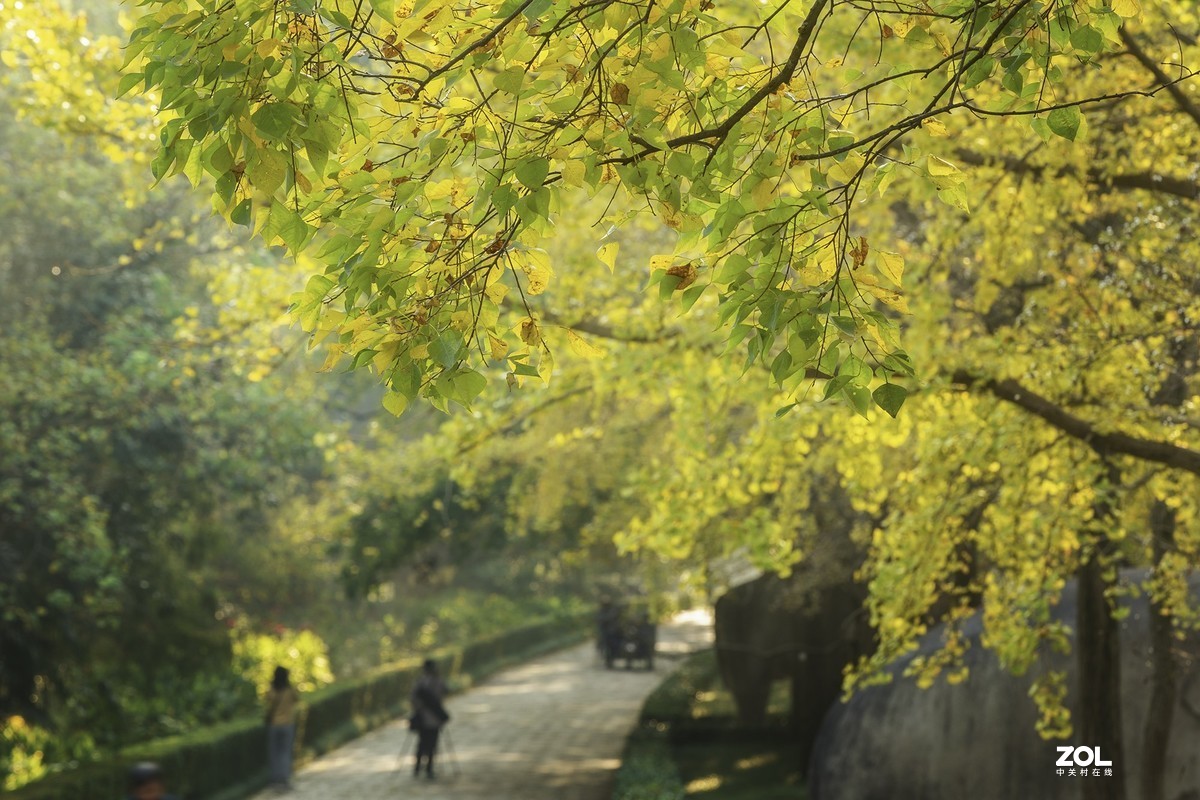 南京最美600米---石象路