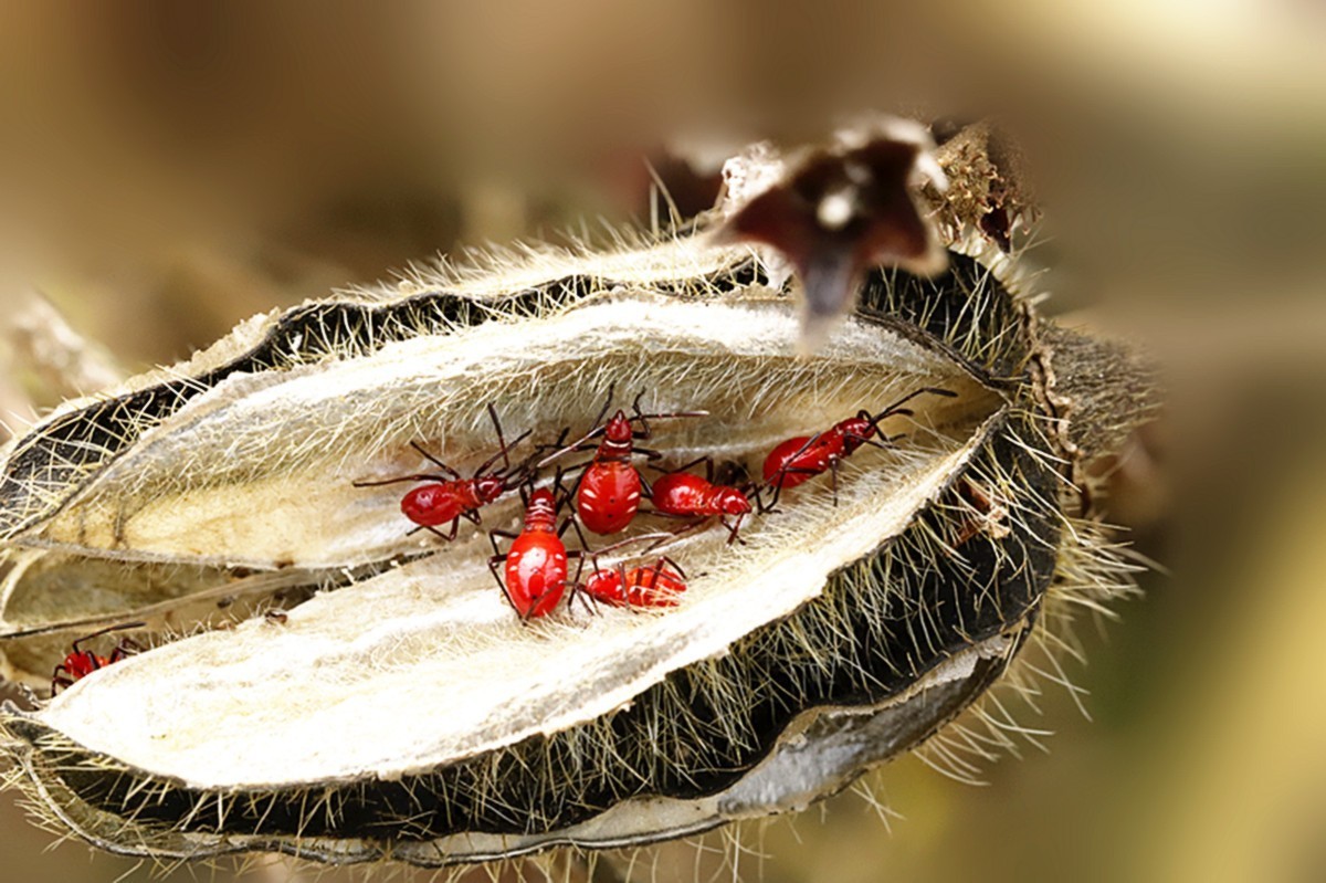 虫趣小红蝽团聚如家
