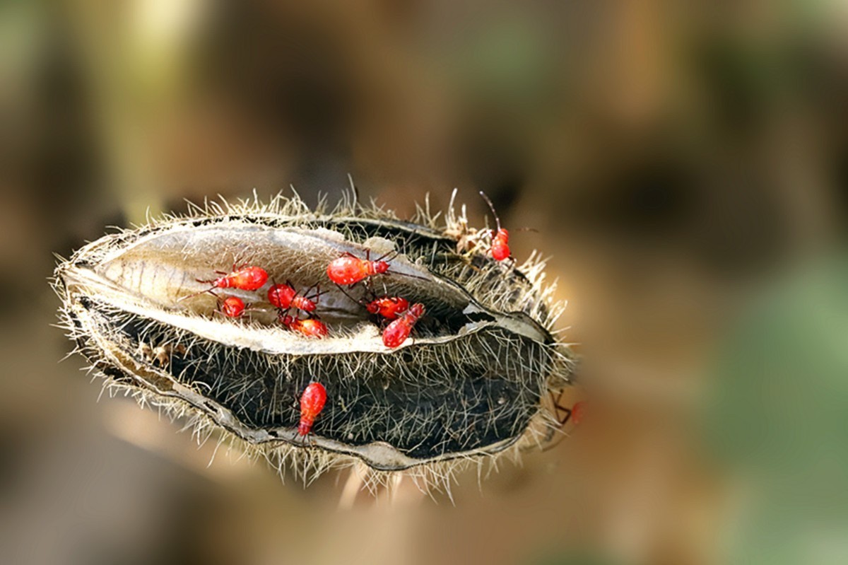 虫趣小红蝽团聚如家