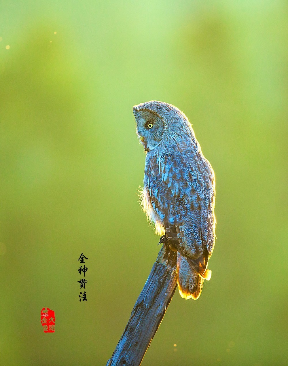 《横眉冷对》—— 乌林鸮-中关村在线摄影论坛