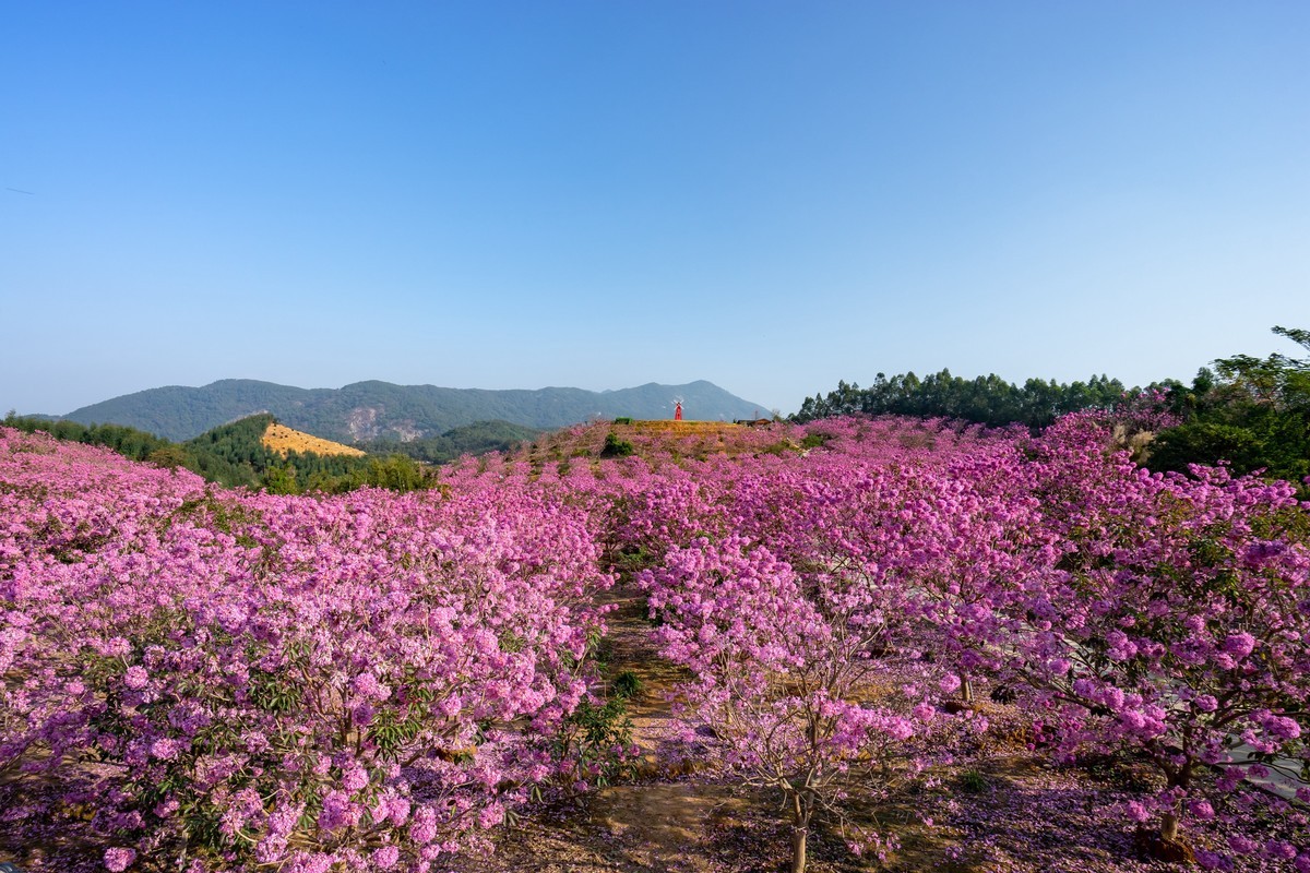 广东新会《绿美生态园》