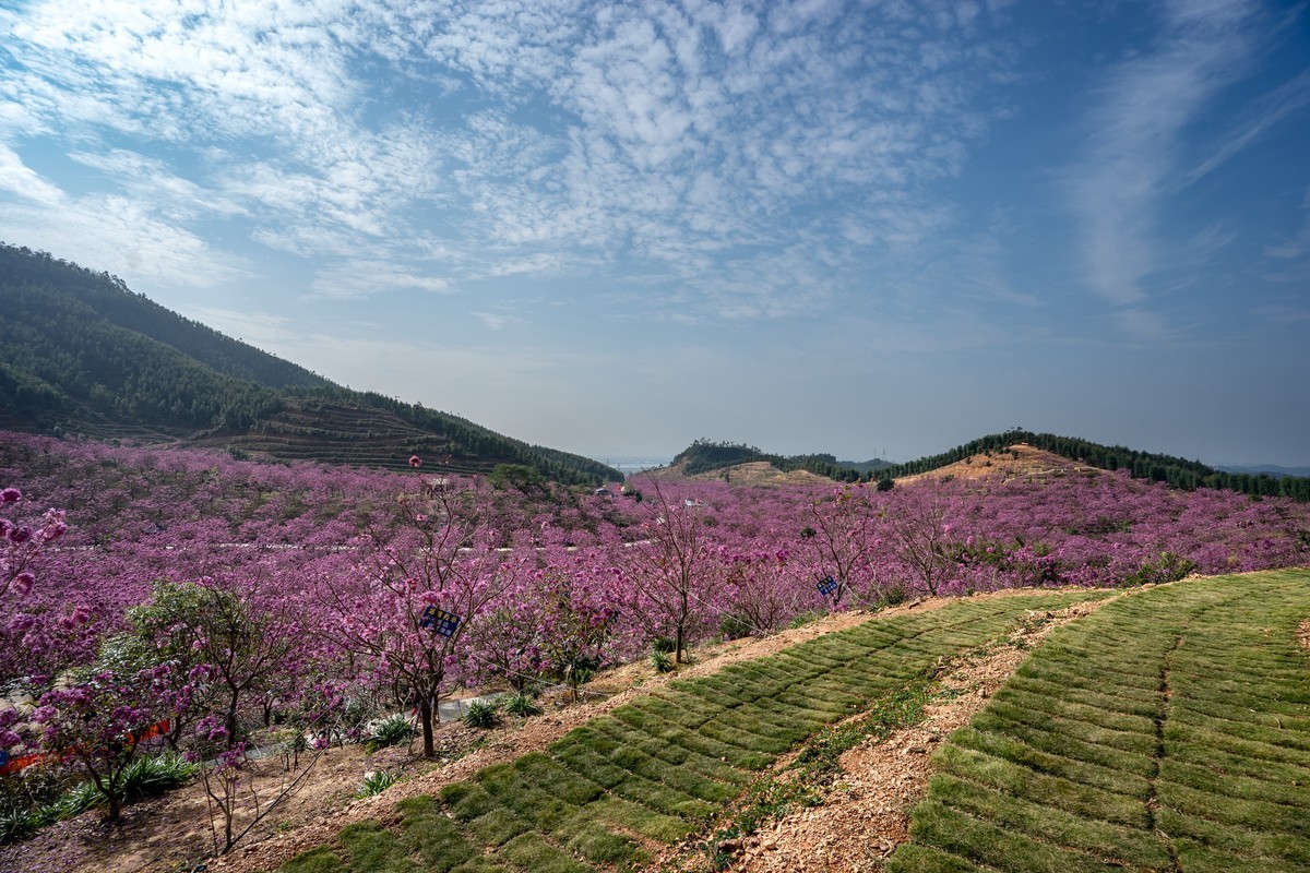 广东新会《绿美生态园》