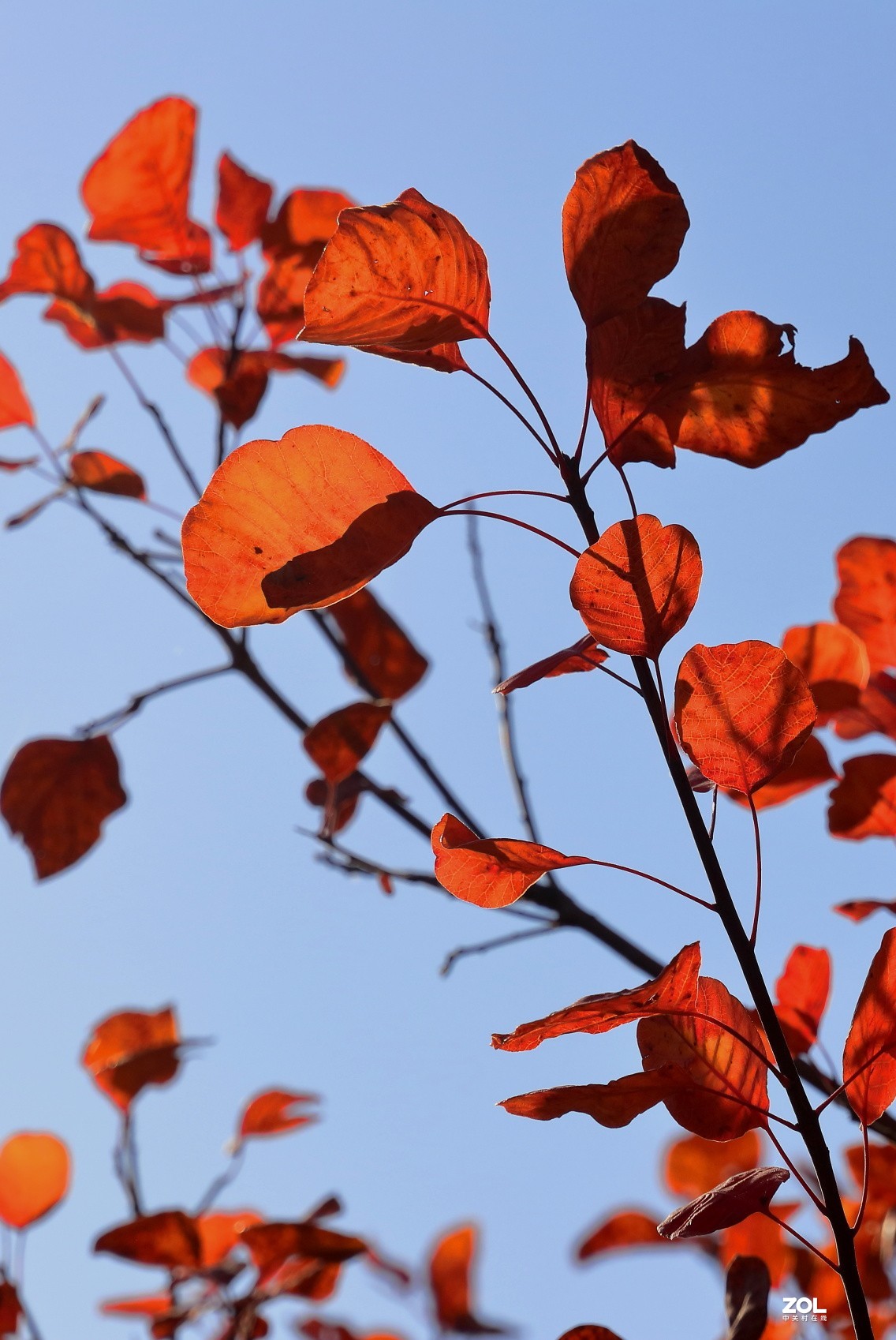 西山森林公园红叶谷