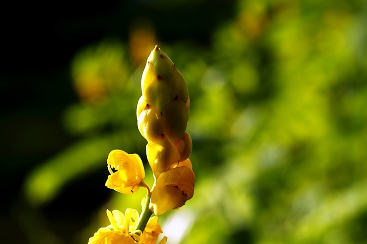 趐荚决明黄金花