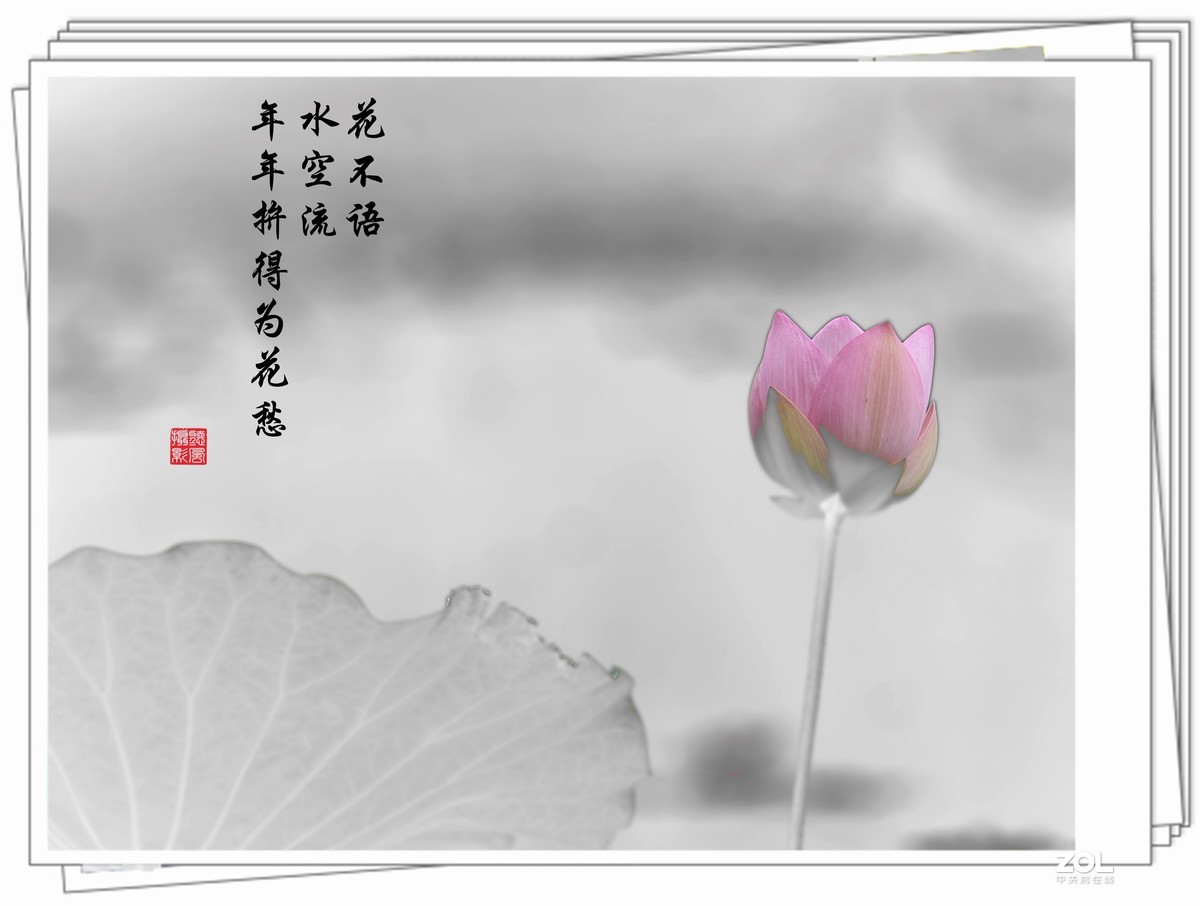 墨荷
