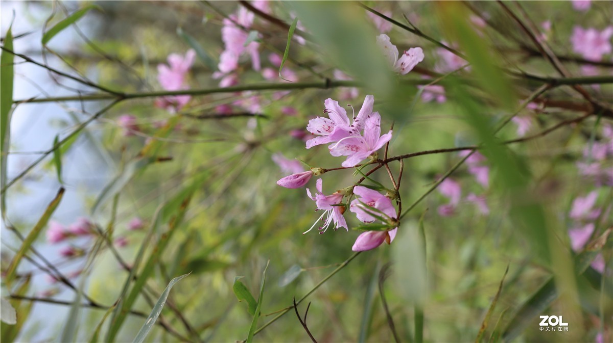 32mm f1.4 发一贴，心在山水间，带孩子去爬山
