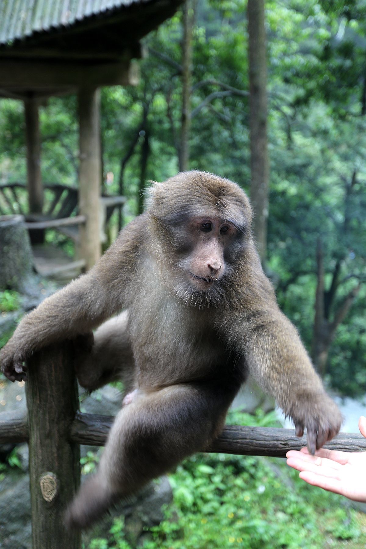 峨眉山猴子摄影图片
