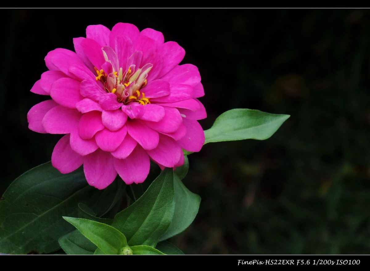 松果菊（2）