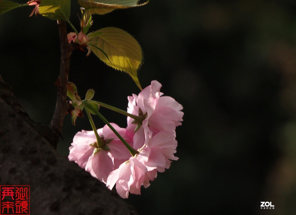 光照下的樱花