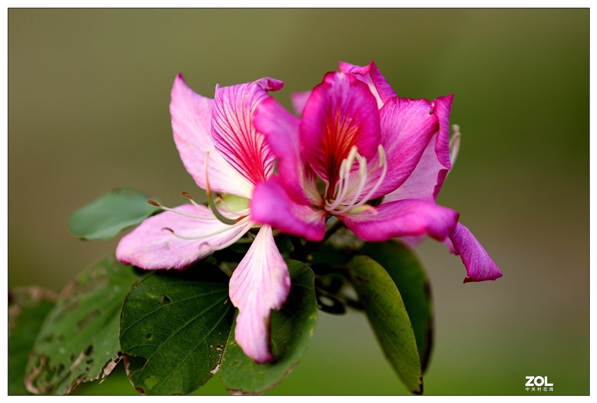 一组宫粉红紫荆花 [2]
