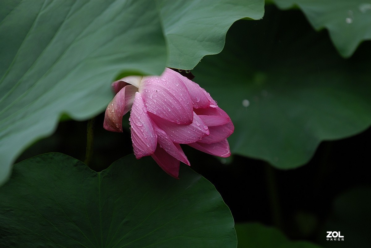 聽雨賞荷