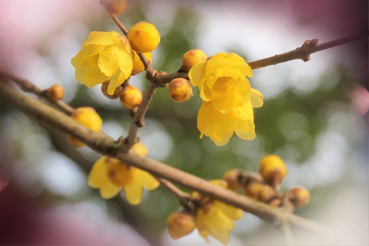 【梅景】——摄于上海桂林公园