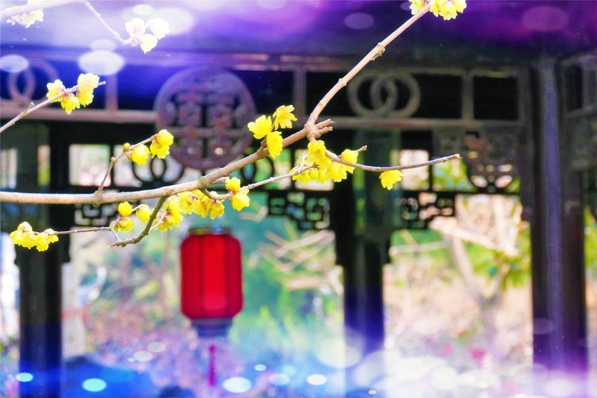 【梅景】——摄于上海桂林公园