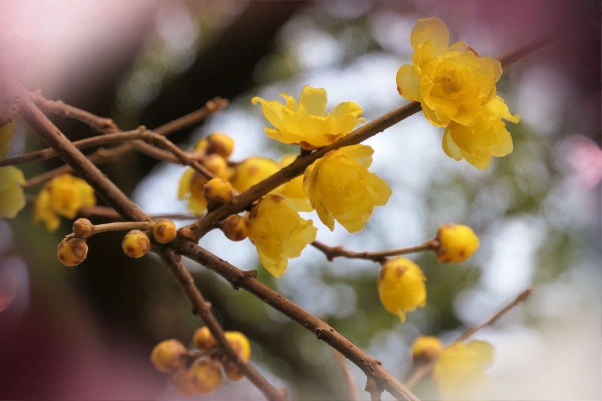 【梅景】——摄于上海桂林公园