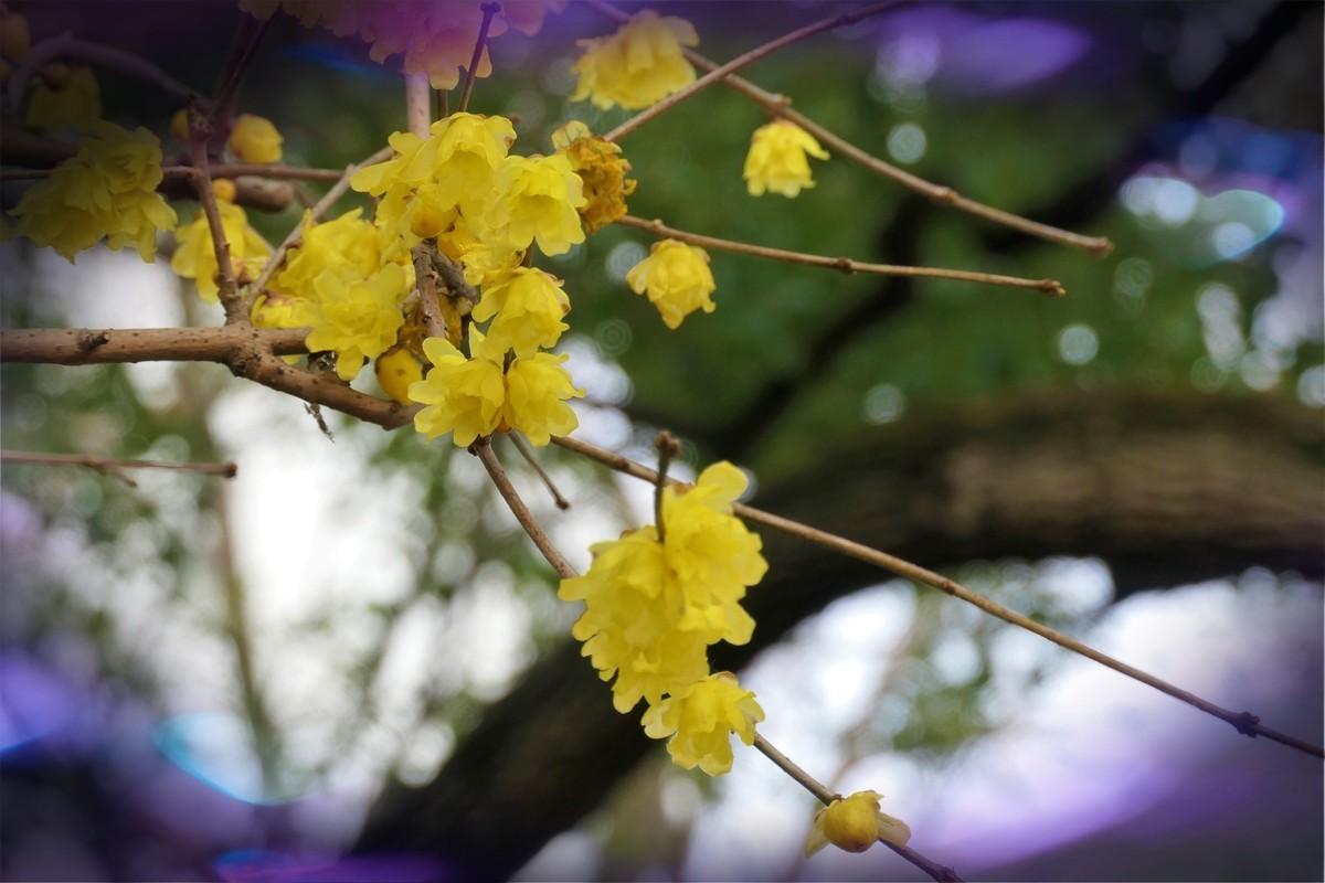 【梅景】——摄于上海桂林公园