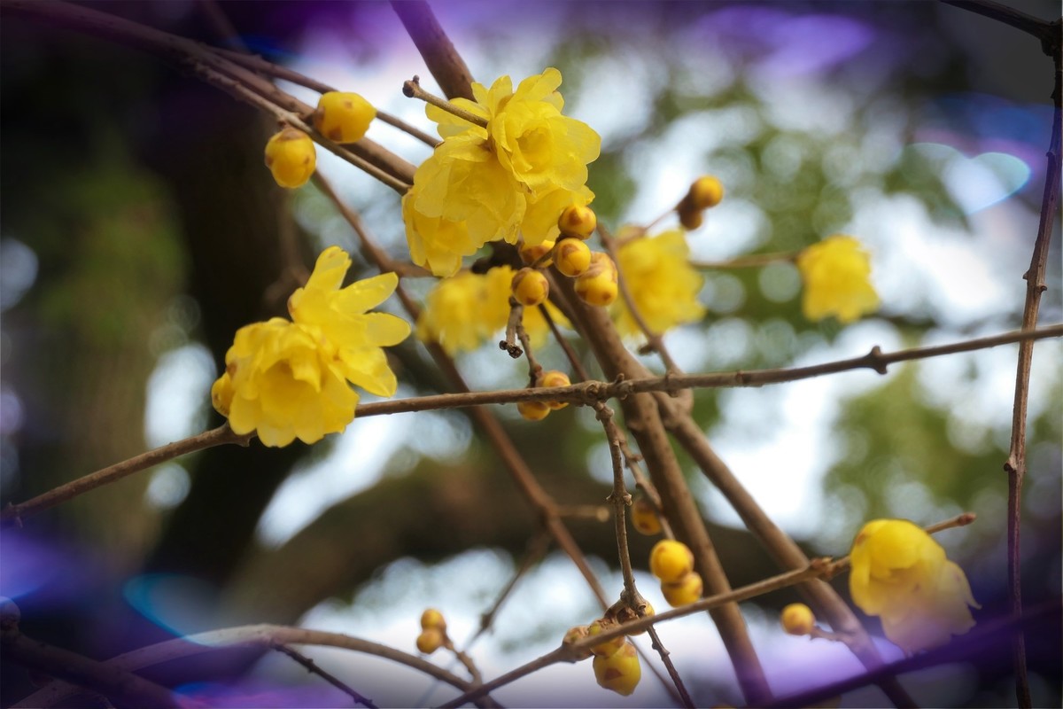 【梅景】——摄于上海桂林公园