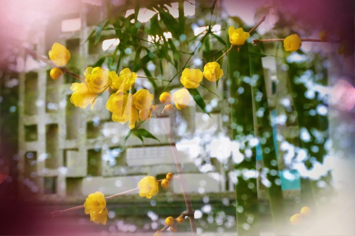 【梅景】——摄于上海桂林公园