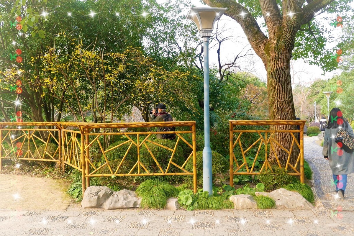 【梅景】——摄于上海桂林公园