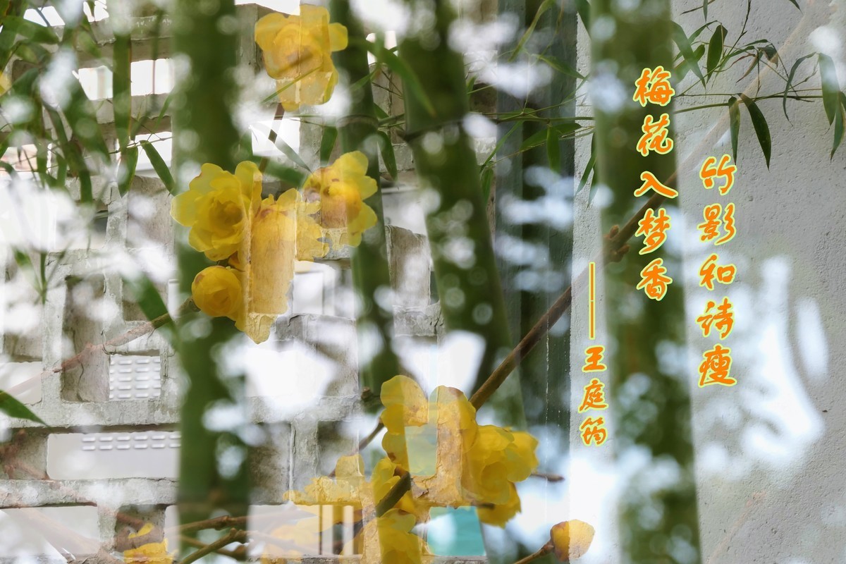 【梅景】——摄于上海桂林公园