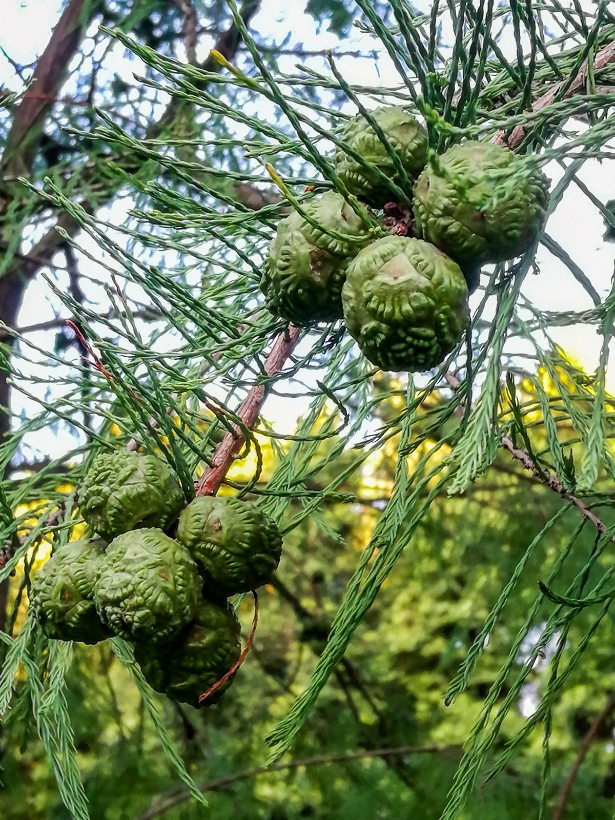 花 地 河 晨 运 隨 拍