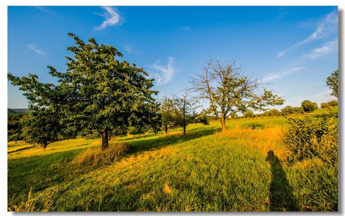 “田园交响乐”（德）