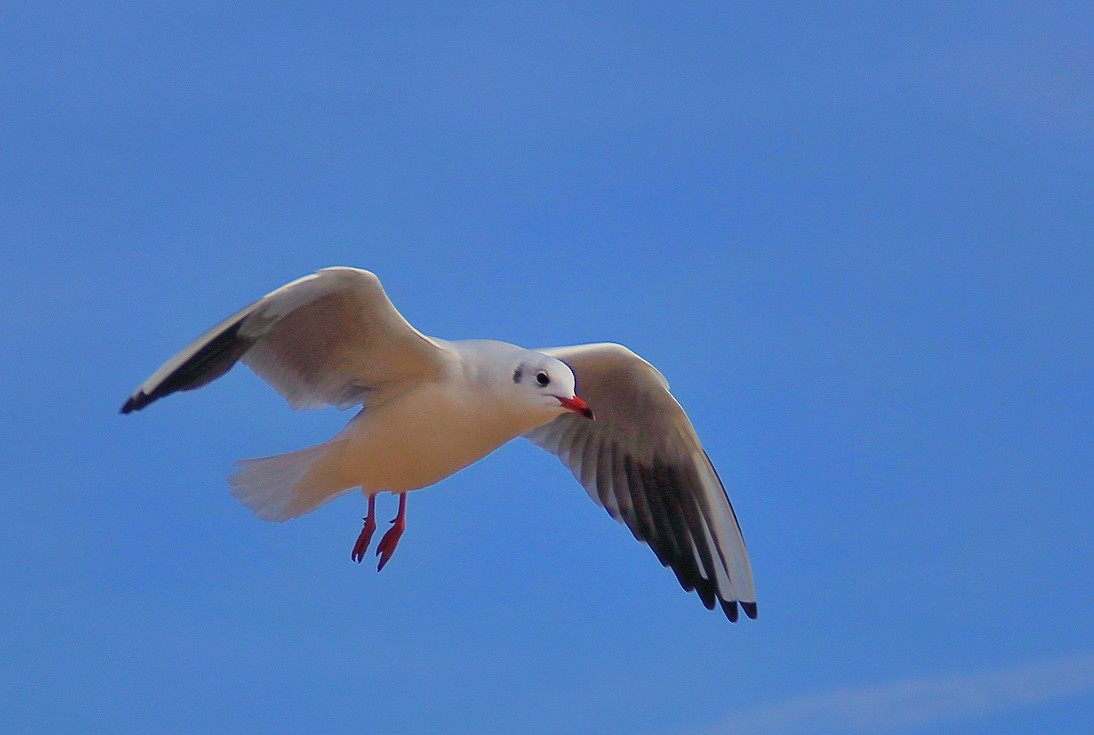 2022空中芭蕾青岛栈桥的海鸥冬天一景