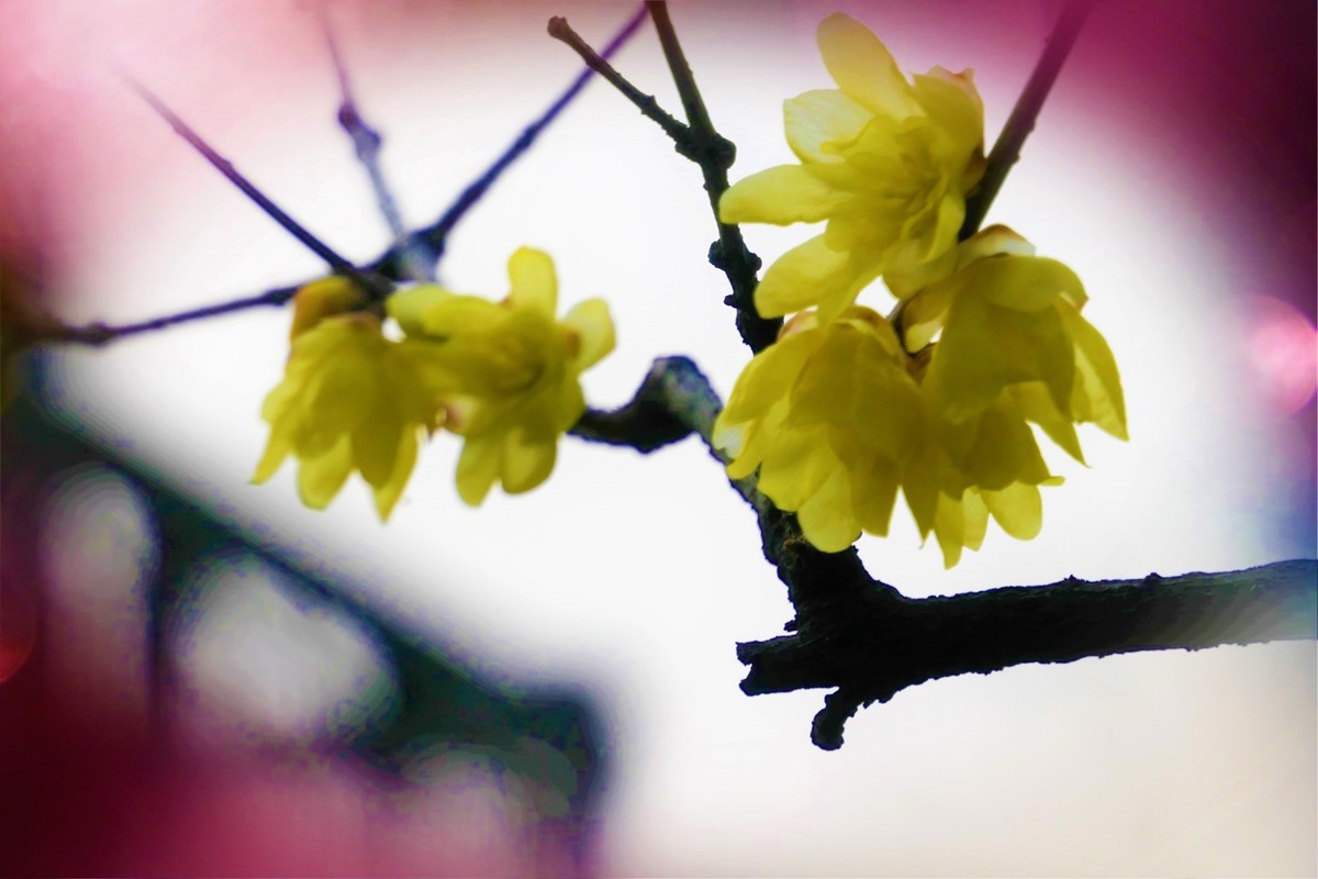 【梅景】——摄于上海桂林公园