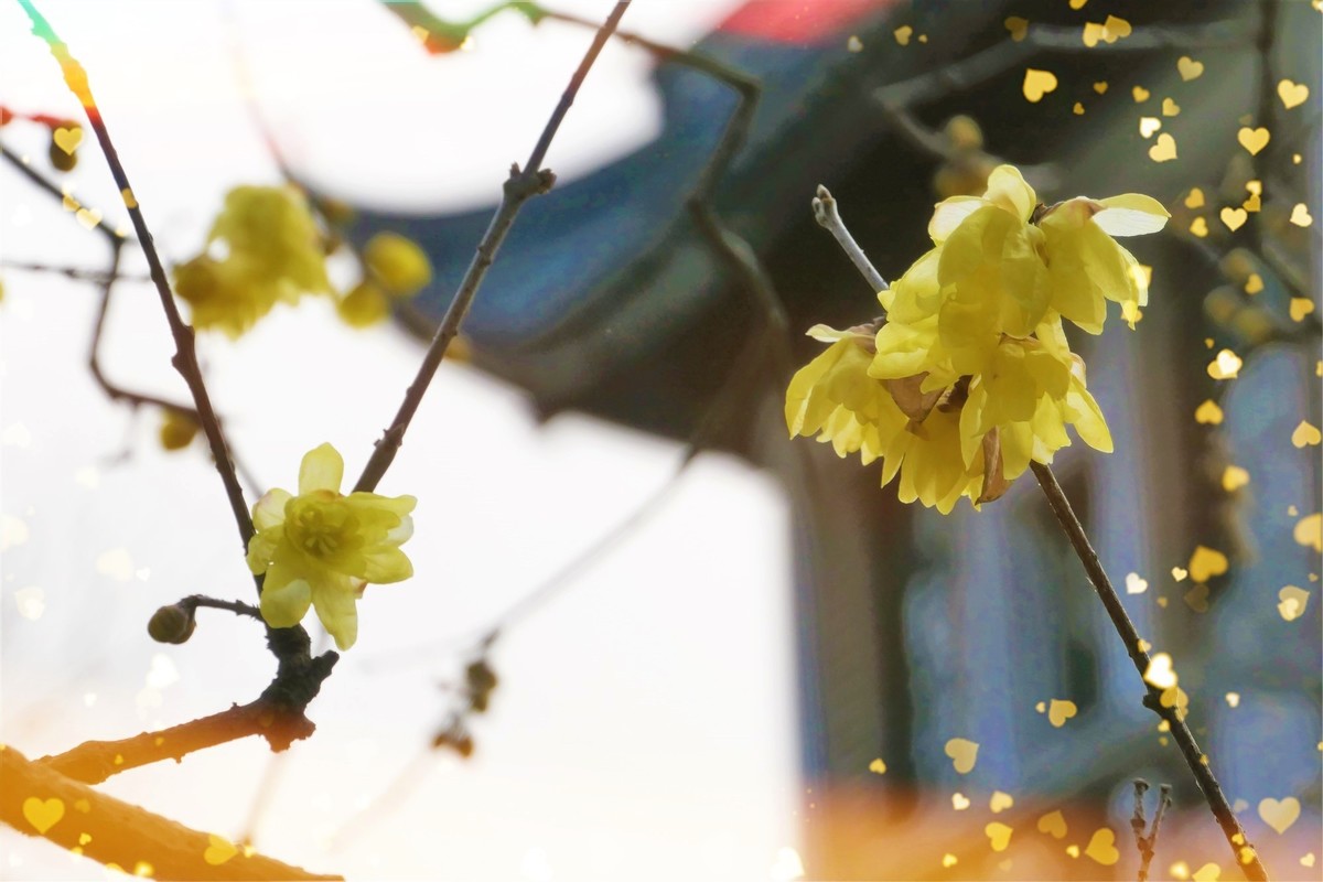 【梅景】——摄于上海桂林公园