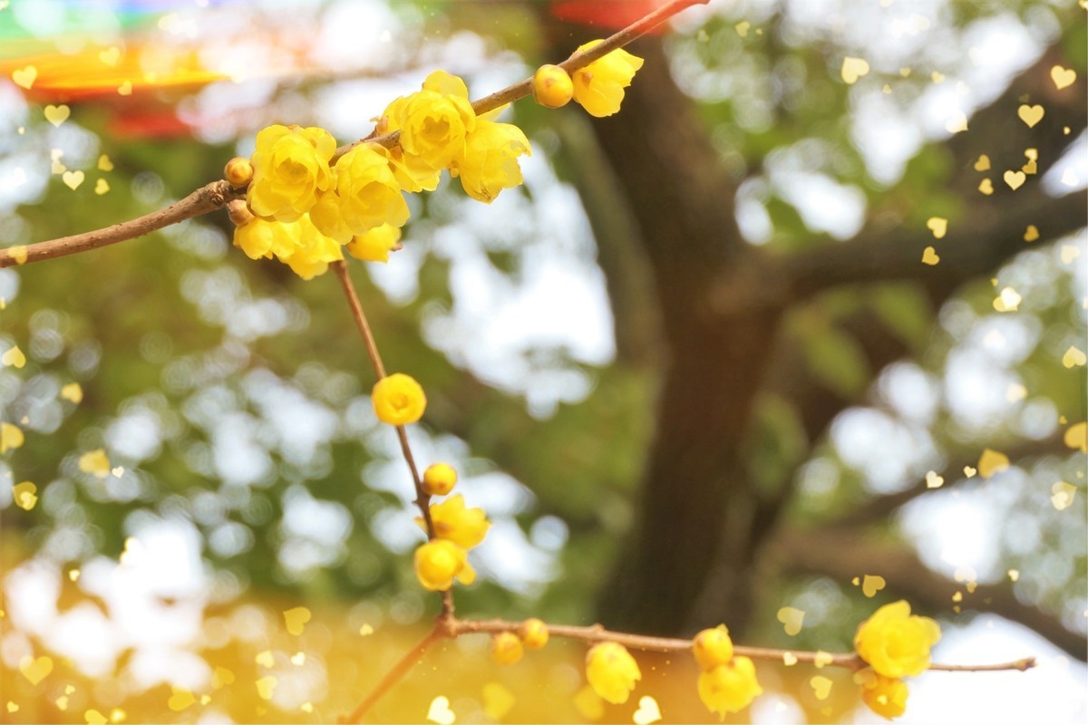 【梅景】——摄于上海桂林公园