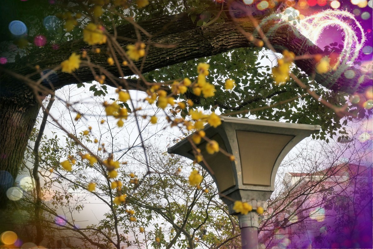 【梅景】——摄于上海桂林公园