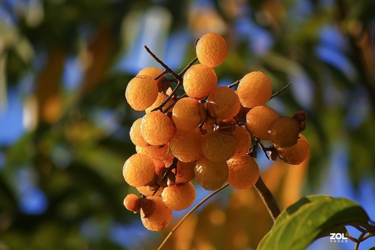 一丝红光无患子树果