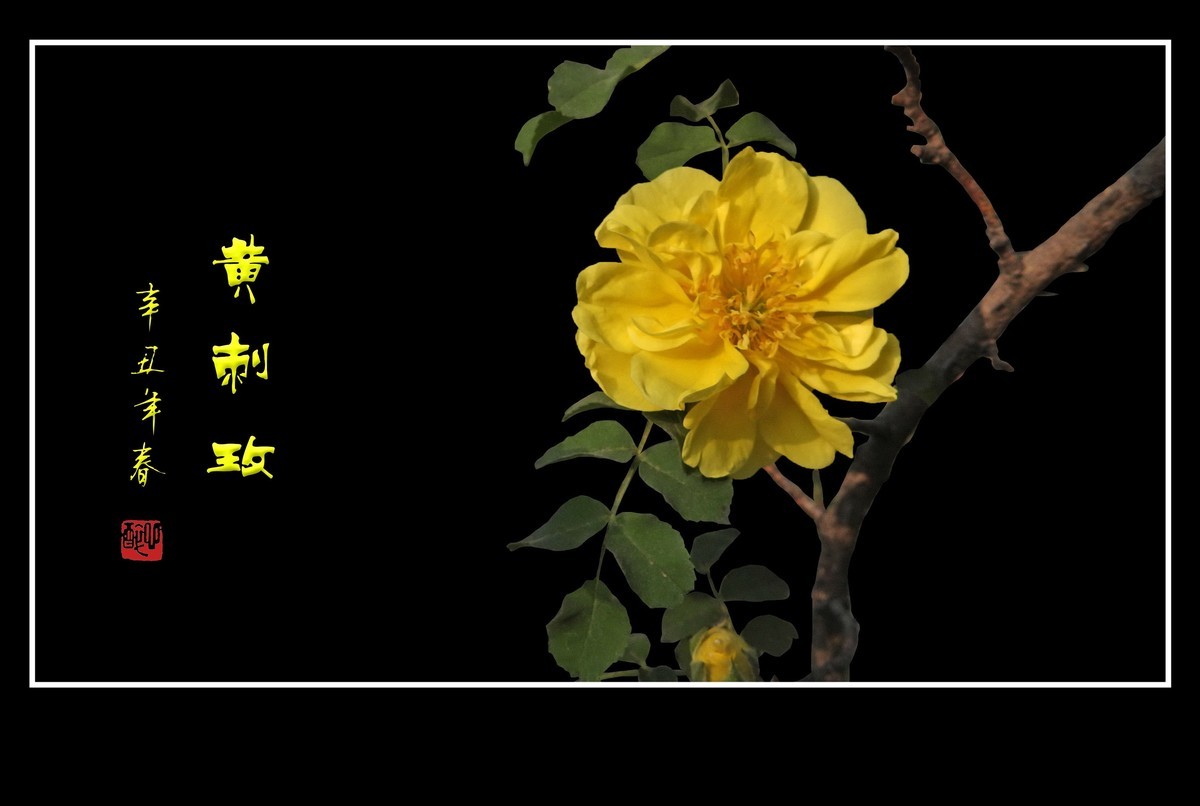 漂亮的重瓣黄刺玫和单瓣黄刺玫