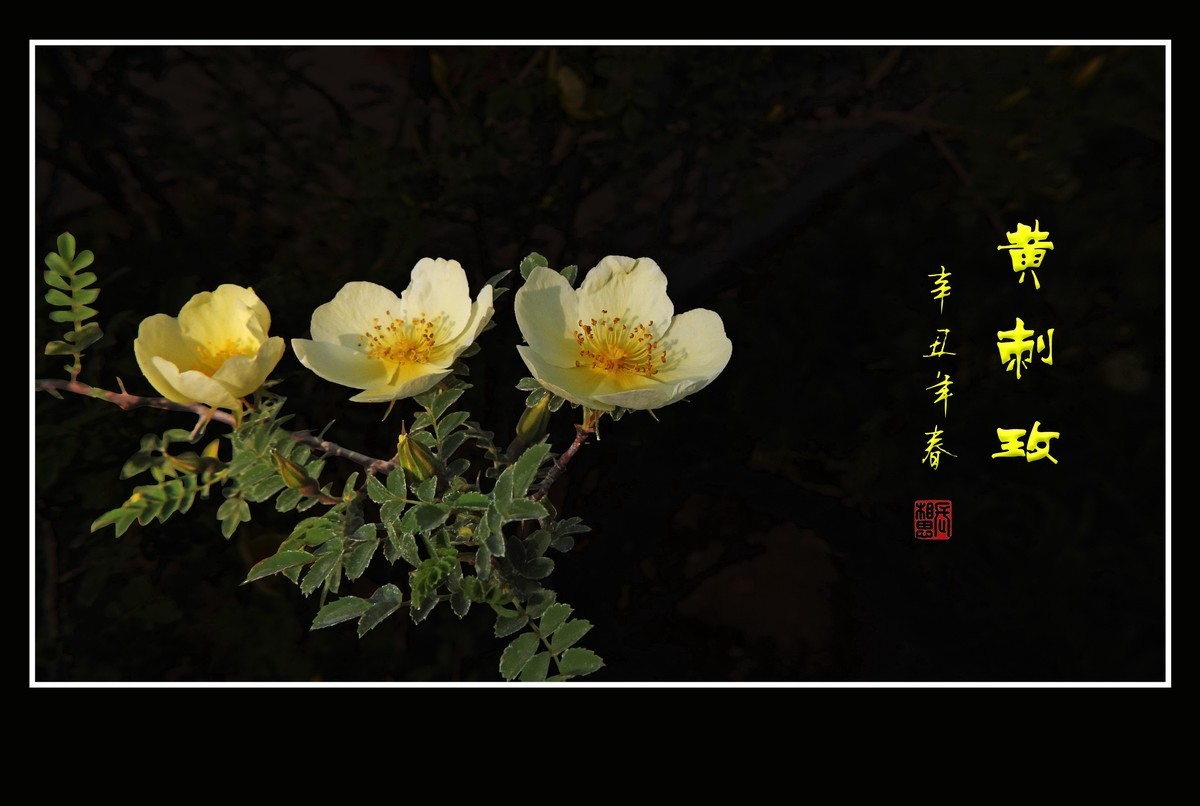 漂亮的重瓣黄刺玫和单瓣黄刺玫