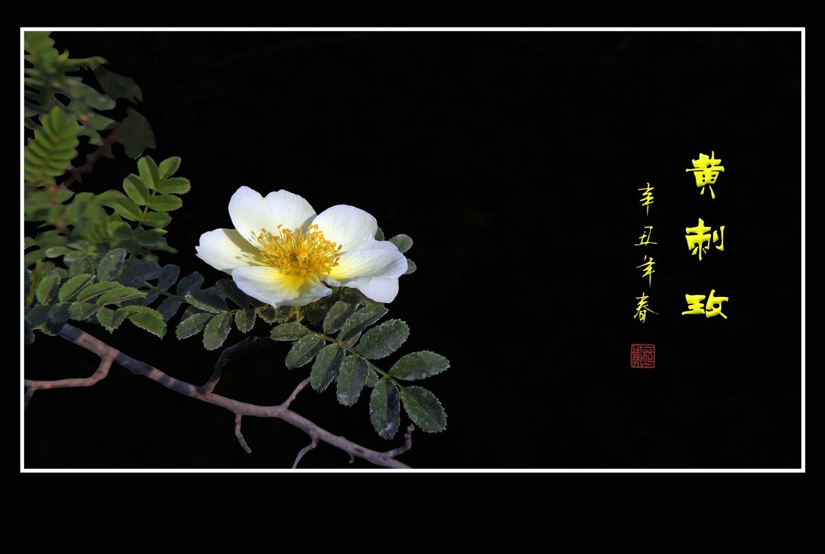 漂亮的重瓣黄刺玫和单瓣黄刺玫