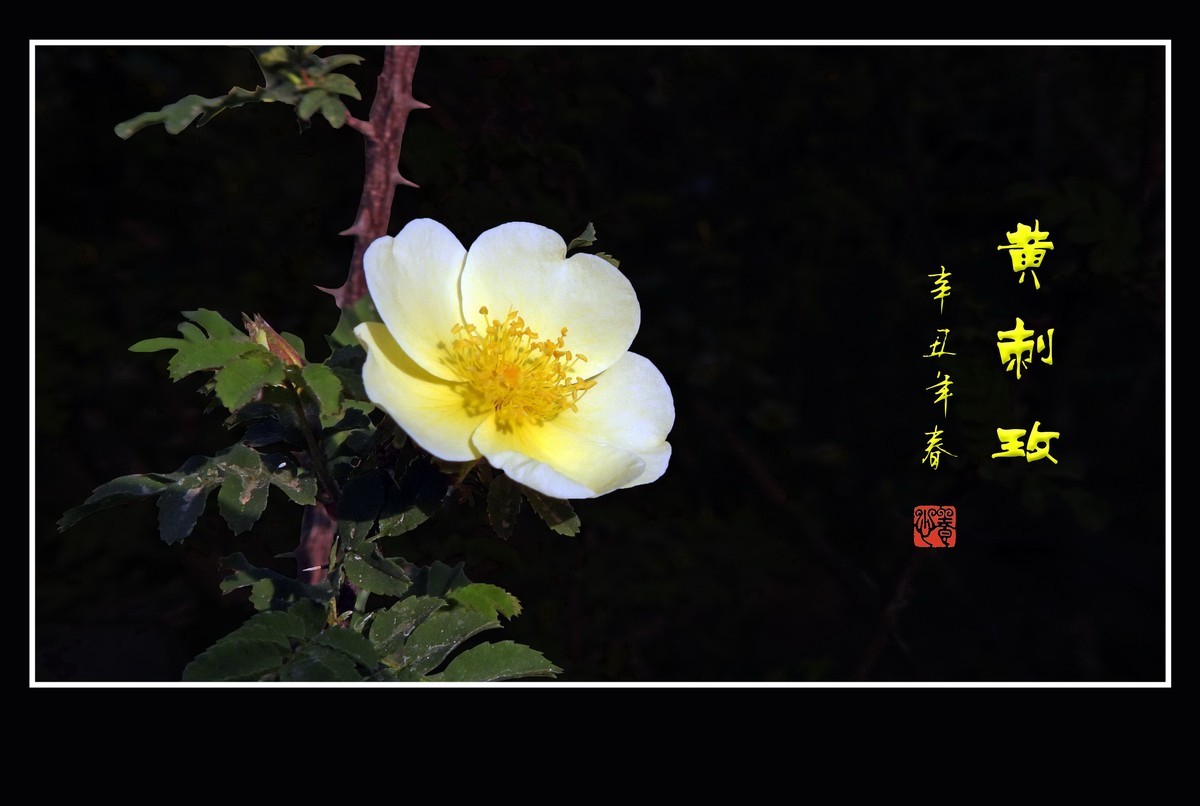 漂亮的重瓣黄刺玫和单瓣黄刺玫