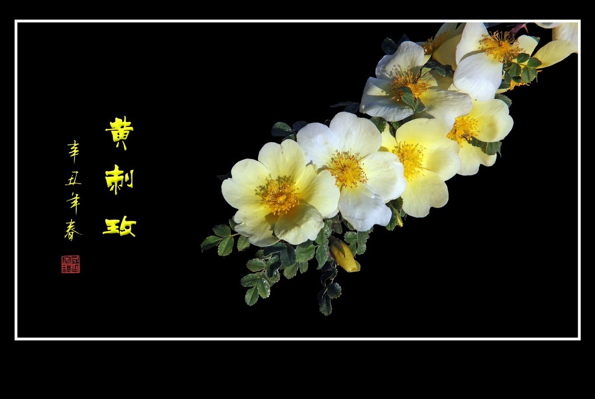 漂亮的重瓣黄刺玫和单瓣黄刺玫