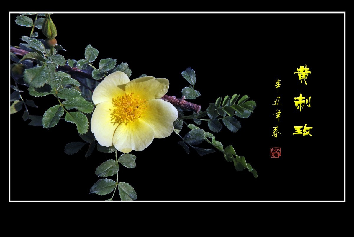 漂亮的重瓣黄刺玫和单瓣黄刺玫