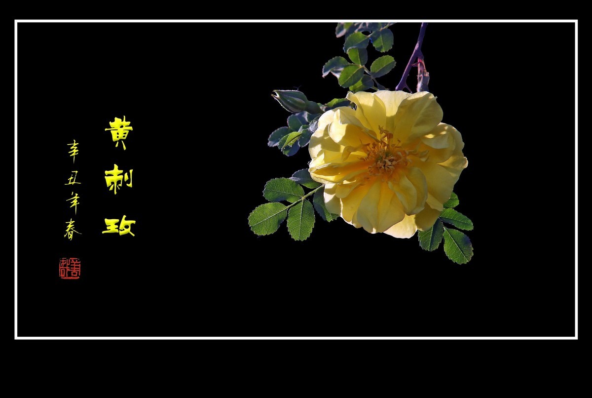 漂亮的重瓣黄刺玫和单瓣黄刺玫