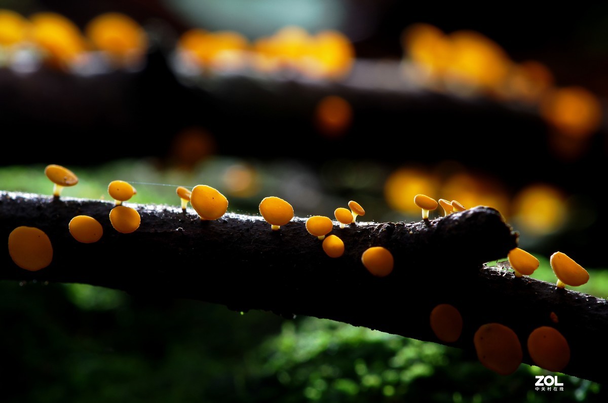 #微中有你#猎奇