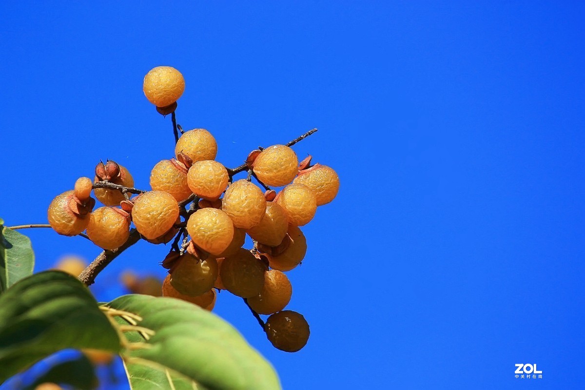 一絲紅光無患子樹果